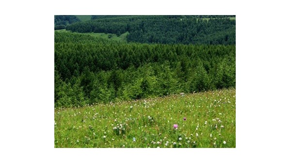 從一棵樹到一片“?！?nbsp;習(xí)近平牽掛的塞罕壩帶來怎樣的啟示