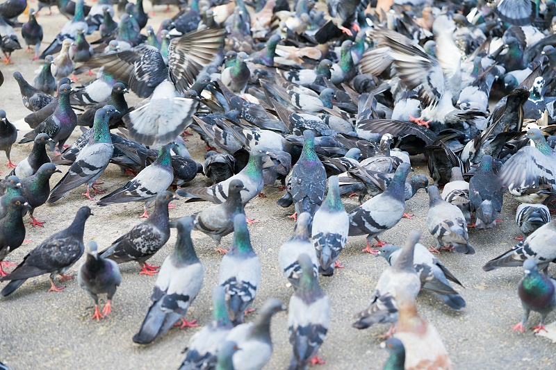 花瓣素材_鴿子,動(dòng)物群,美,水平畫幅,鳥類,動(dòng)物身體部位,尖利,戶外,特寫,泰國(guó)_15830288