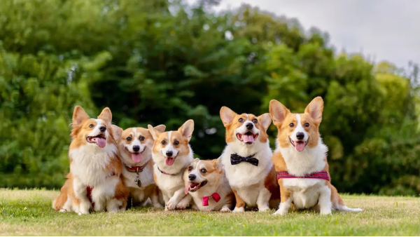 8867B70寵物殯葬9-E3B2-4dc4-8D8D-A69F6E0B17D7