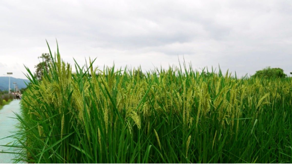 “禾下乘涼夢”成真了