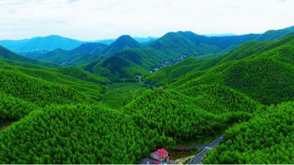 “中國最美小鳥”成群結隊，在福建武平“安家”