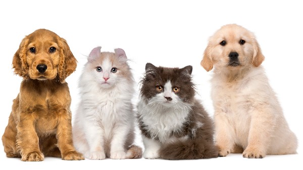 花瓣素材_一群寵物-小貓和小狗在生肉上_122885163