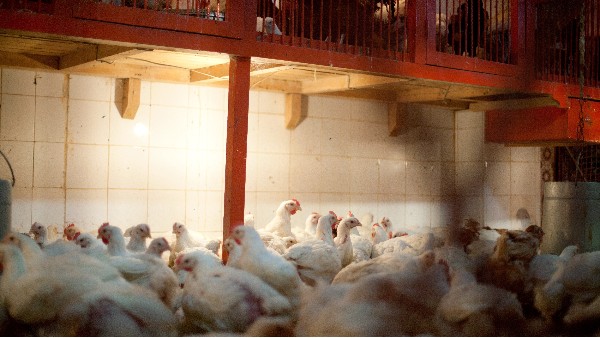 養(yǎng)殖場(chǎng)