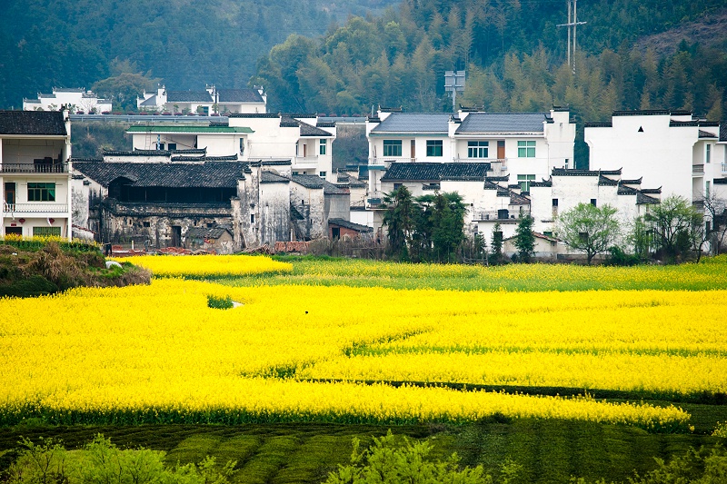 花瓣素材_婺源,江西省,地形,水平畫幅,無人,戶外,現(xiàn)代,農(nóng)作物,山,農(nóng)業(yè)_16396332