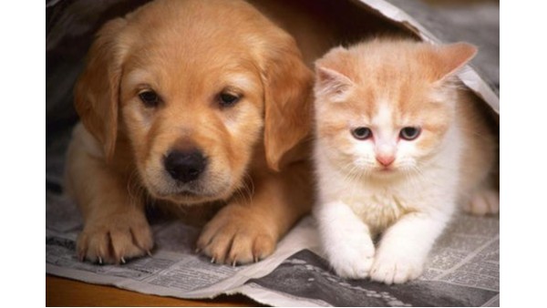 你想象不到的冷門生意：一款寵物焚燒爐讓投資者發(fā)現(xiàn)新商機