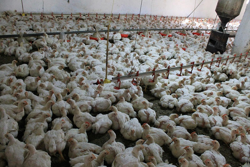 花瓣素材_雞在家禽養(yǎng)殖場(chǎng)，工業(yè)養(yǎng)殖_140809406