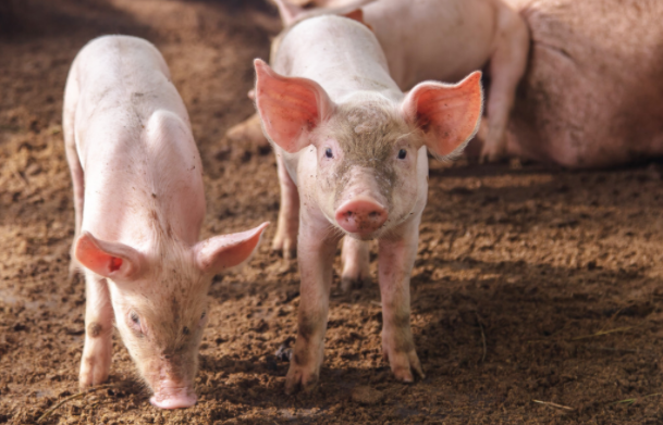 養(yǎng)殖場,屠宰場,病死豬