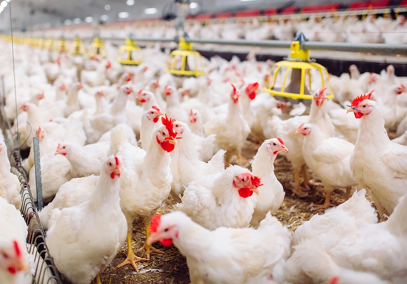 花瓣素材_大型室內(nèi)現(xiàn)代化養(yǎng)雞場(chǎng)，喂雞。_119654309