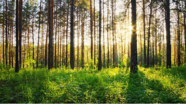 宏利圣得告訴你，為什么要保護環(huán)境？