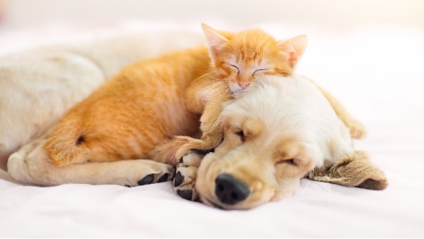 兩會聚焦寵物殯葬規(guī)范-宏利圣得以技術(shù)標(biāo)桿助力行業(yè)合規(guī)發(fā)展