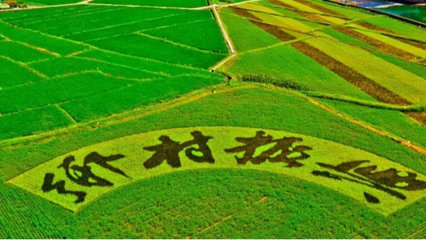 鄉(xiāng)村振興