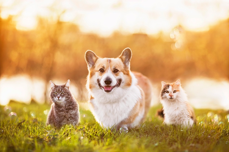 花瓣素材_朋友們，一只柯基犬和兩只美麗的貓正坐在夏日陽(yáng)光溫暖的草地上_156536934