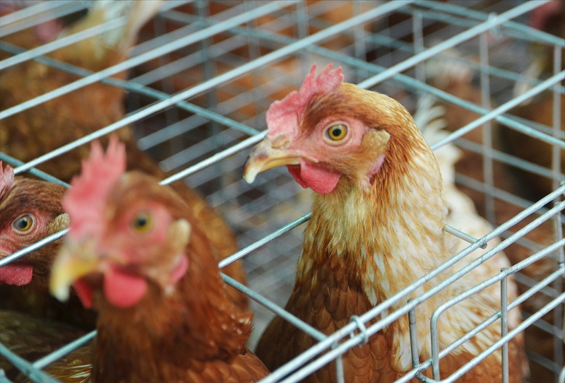 養(yǎng)雞場